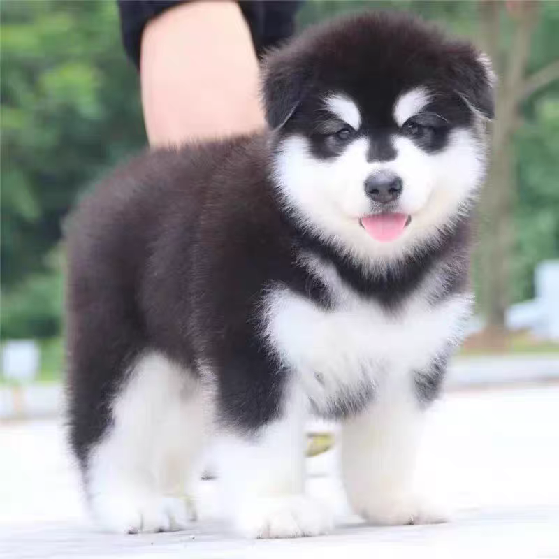 犬舍直销批发价格出售阿拉斯加雪橇犬